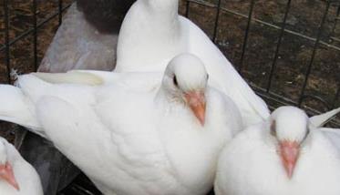 肉鸽养殖中咳嗽与喘怎样治疗（肉鸽呼吸道治疗与防治）
