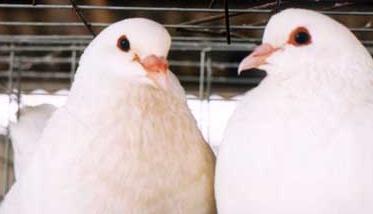 肉鸽养殖前景及应关注的问题 养殖肉鸽的前景如何