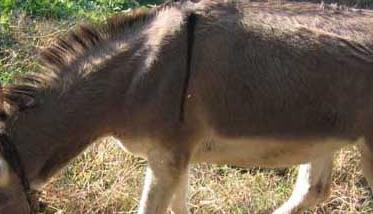 驴的繁殖期是几个月 驴的繁殖周期多长时间