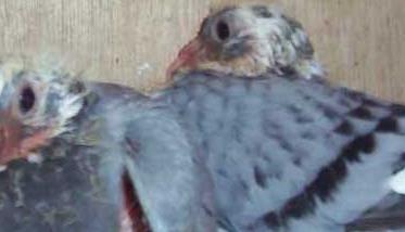温度对赛鸽的影响 温度过低对乳鸽生长发育有哪些影响