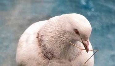 鸽子胚胎死亡率较高的原因（鸽子孵化后期胚胎死亡）