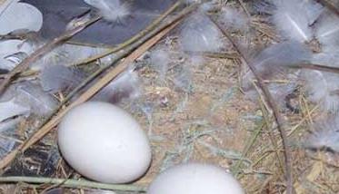 鸽子无精蛋增多的原因分析及应对措施
