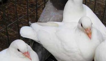 如何提高肉鸽的繁殖力 肉鸽如何才能提高成活率？