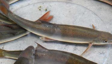 弓鱼的功效与作用有哪些 弓鱼营养价值与功效