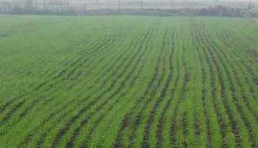 小麦田主要除草剂及使用方法 小麦田常用除草剂