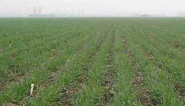 小麦苗后除草剂哪种配方最好 小麦出苗后可用哪些除草剂？