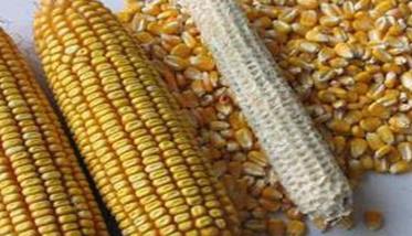 玉米千粒重一般多少 玉米千粒重多少克