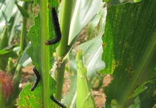 玉米的病害及防治措施 玉米种植中的病害如何防治