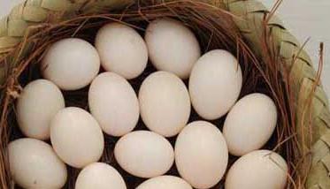 鸽蛋的营养价值 鸽蛋的营养价值比鸡蛋高吗
