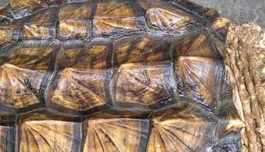 鳄鱼龟高效人工养殖技术 人工饲养鳄龟