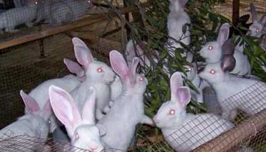 兔子疾病都有哪些表现 兔子疾病有哪些
