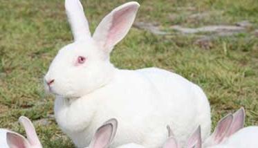 兔子的尾巴有什么作用和特点 兔子的尾巴有什么作用？