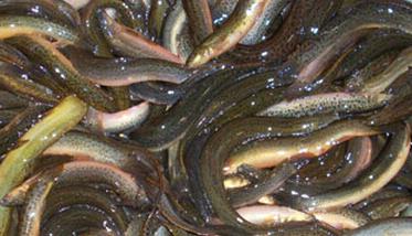 泥鳅的营养价值和功效黄鳝的区别 泥鳅的营养价值和功效