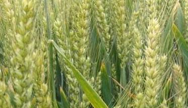 小麦种植区域划分及不同区域的种植条件