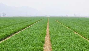 我国春小麦和冬小麦的区别（为什么中国的小麦分为冬小麦和春小麦）