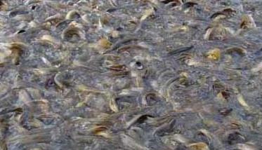黄颡鱼夏花鱼种培育与食性驯化的区别 黄颡鱼夏花鱼种培育与食性驯化