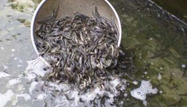 草鱼夏花与一龄大规格鱼种培育 草鱼夏花鱼苗养殖技术