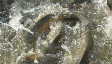 草鱼在什么条件下可以繁殖 草鱼人工繁殖方法及注意事项