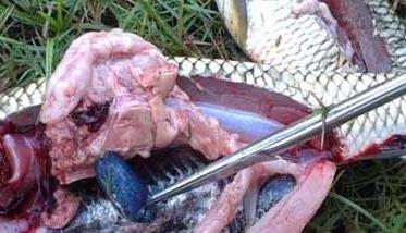 草鱼疾病防治 草鱼常见病和治疗方法