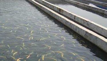 淡水鱼混合养殖成功模式举例（新型淡水鱼养殖技术）