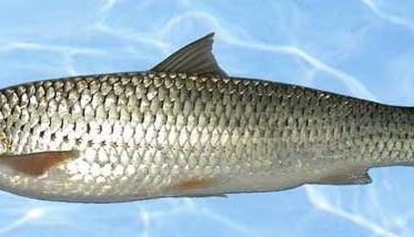 赤眼鳟鱼商品成鱼养殖技术 赤眼鳟饲料鱼