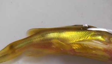 黄颡鱼大规格鱼苗的驯化方法 黄颡鱼鱼苗养殖技术