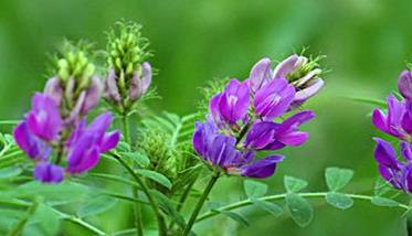 紫花苜蓿的播种方法视频 紫花苜蓿的播种方法