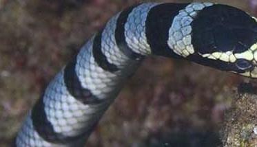 灰蓝扁尾海蛇有毒吗 海蛇有毒吗？
