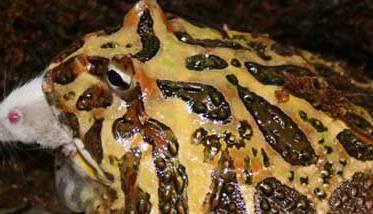 角蛙的生长发育 角蛙生长过程