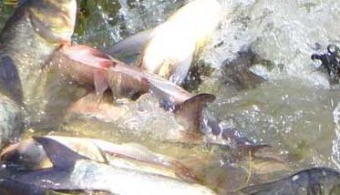 鲢鱼养殖－鲢鱼图片 鲢鱼的养殖