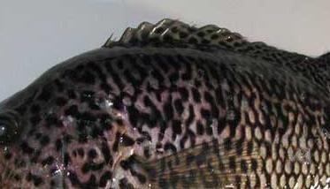 石斑鱼的习性特点－石斑鱼图片 石斑鱼的主要特征