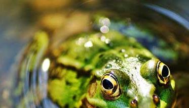 石蛙和青蛙的区别 石蛙和石蛙的区别图片