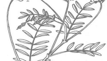 红豆草植物学特征及生态学特性（红豆草植物学特征及生态学特性是什么）