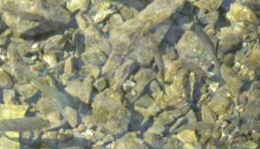 青鱼的繁殖技术 青鳉鱼自然繁殖