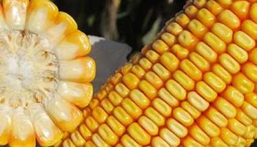 选择玉米种子的标准有哪些 选择玉米种子品种时要注意哪些问题