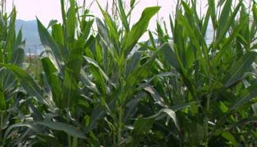玉米育种技术人员招聘 玉米育种技术