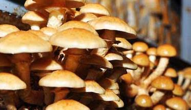 滑子菇高产栽培技术 滑子菇种植新技术