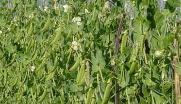 豌豆的种植技术有哪些 豌豆的种植技术