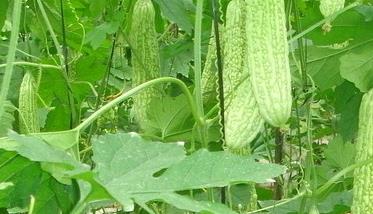 苦瓜的种植技术与管理苦瓜苦瓜怎么生牙 苦瓜的种植技术