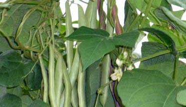 四季豆的种植方式 四季豆的种植条件