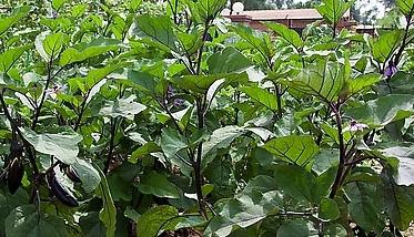 大棚茄子栽培应如何整地和施基肥 大棚茄子施肥技术