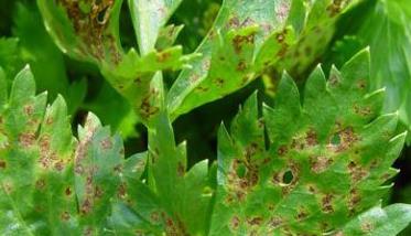 芹菜斑枯病的防治办法 芹菜的斑枯病、斑点病怎样防治