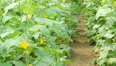 大棚黄瓜的栽培技术 大棚栽培黄瓜应掌握哪些关键技术