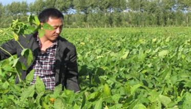 夏大豆高产栽培技术