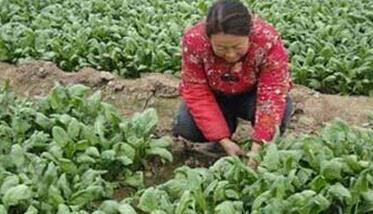 越冬菠菜种植管理技术要点 过冬菠菜种植方法和时间