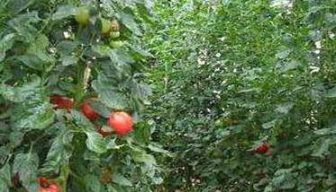 番茄种植管理技术要点与种植步骤 番茄种植管理技术要点与种植步骤