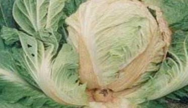 大白菜的软腐病是什么症状? 何谓大白菜的软腐病
