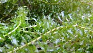 轮叶黑藻种植技术、种植时间和注意事项