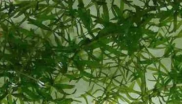 伊乐藻种植方法 伊乐藻种植方法介绍