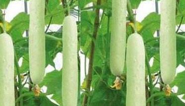 秋黄瓜高产栽培技术要点与主要步骤 秋黄瓜种植技术和管理